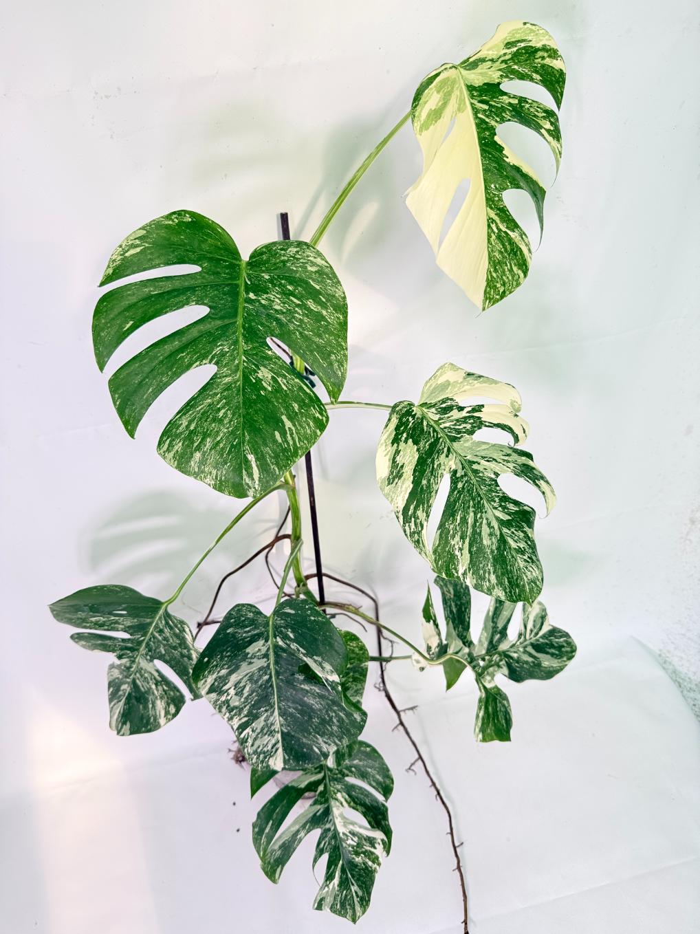 Monstera Albo Variegata XXL 11