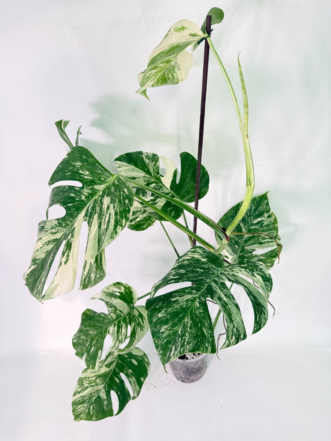 Monstera Albo Variegata XXL 09