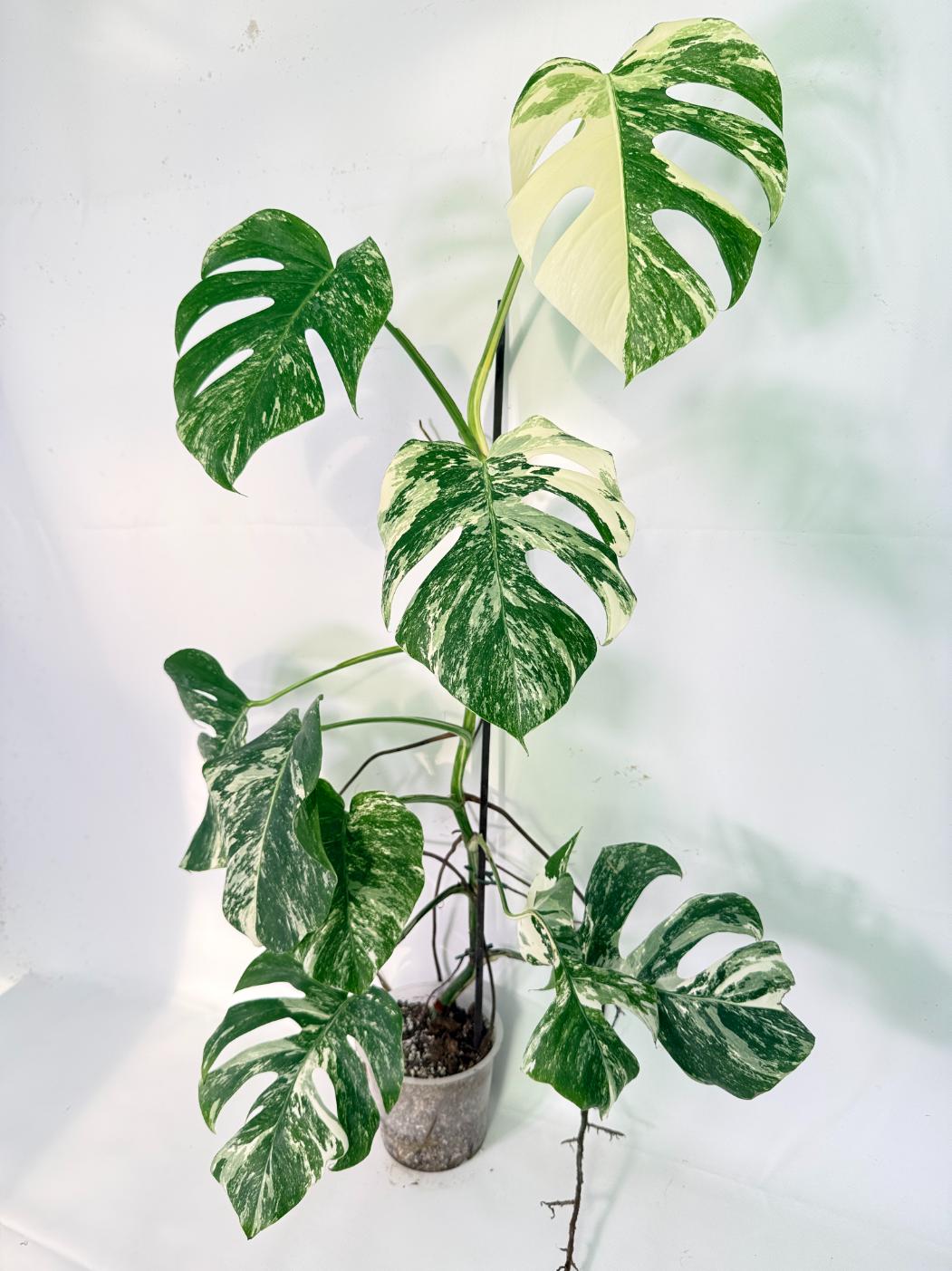 Monstera Albo Variegata XXL 01