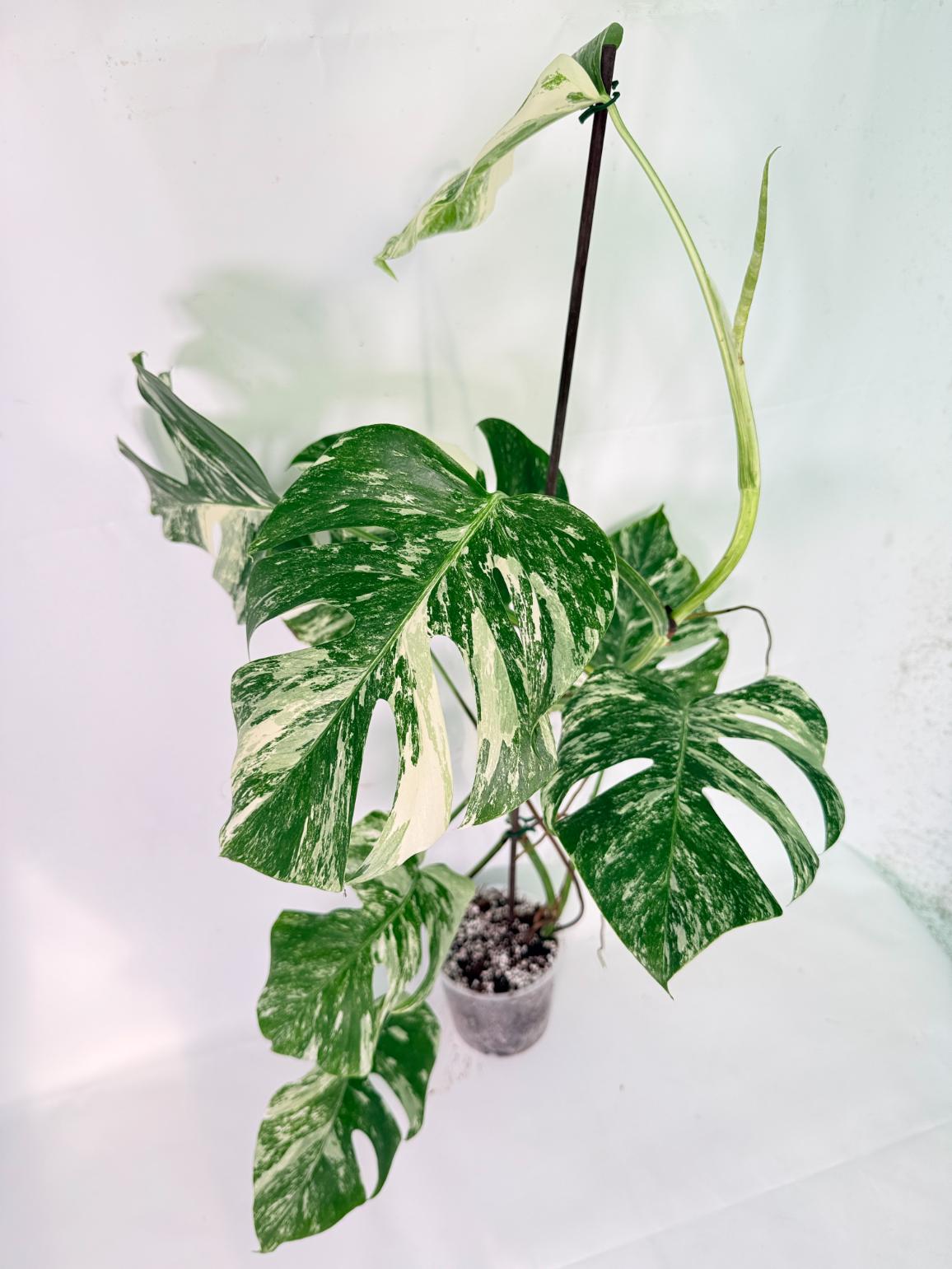Monstera Albo Variegata XXL 10