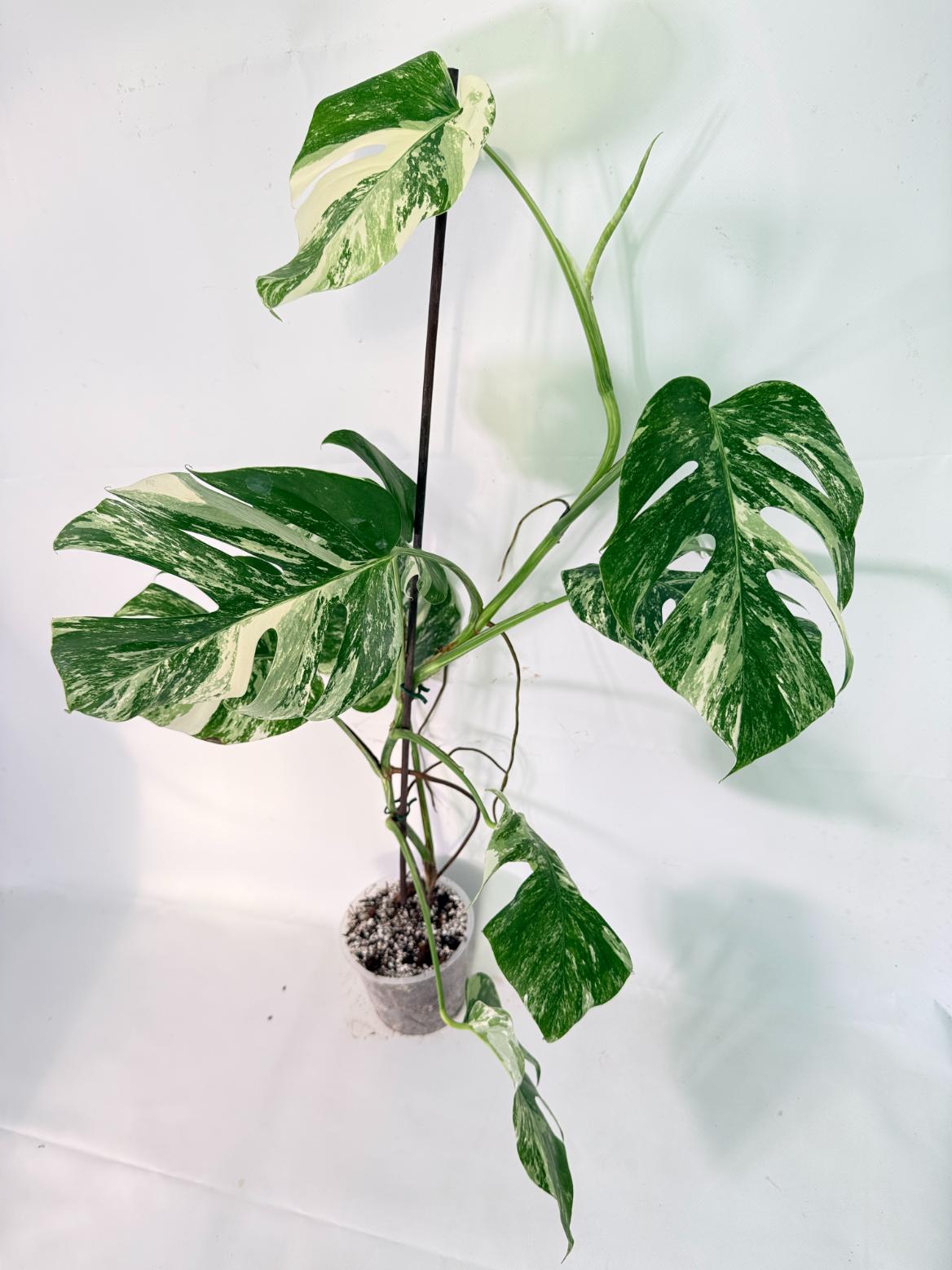 Monstera Albo Variegata XXL 11