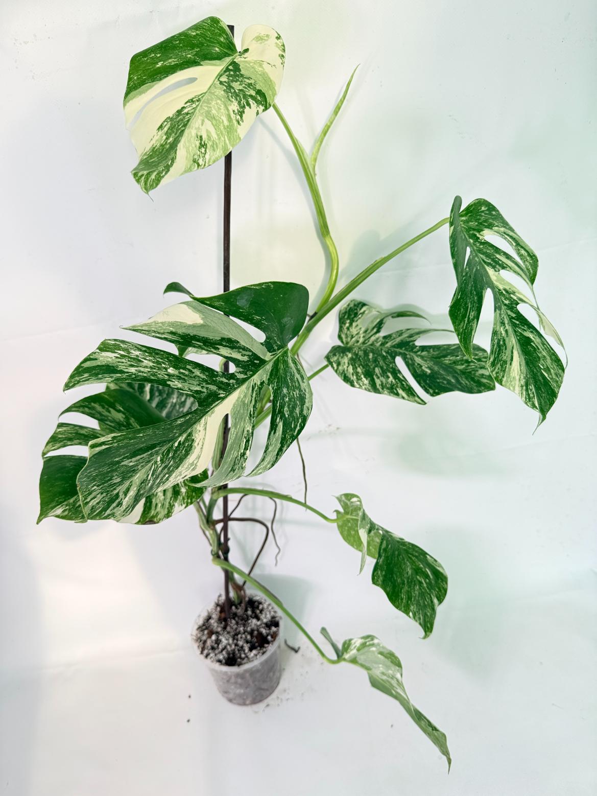 Monstera Albo Variegata XXL 02