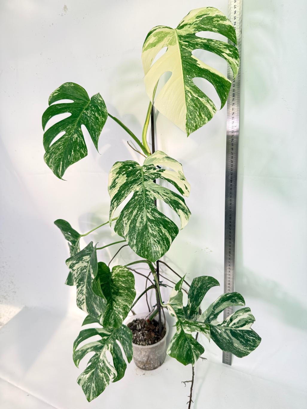 Monstera Albo Variegata XXL 12