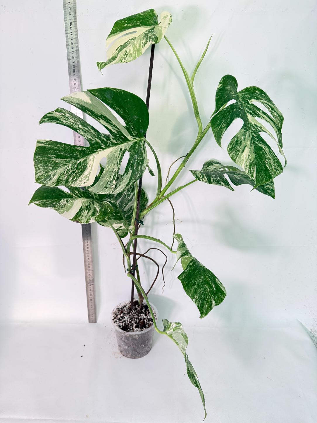 Monstera Albo Variegata XXL 12