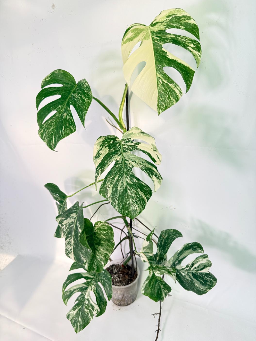 Monstera Albo Variegata XXL 03