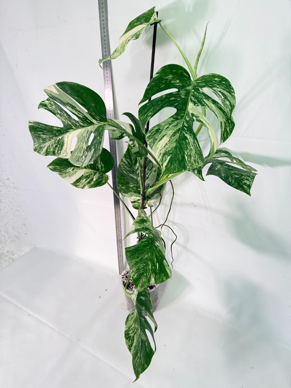 Monstera Albo Variegata XXL 13