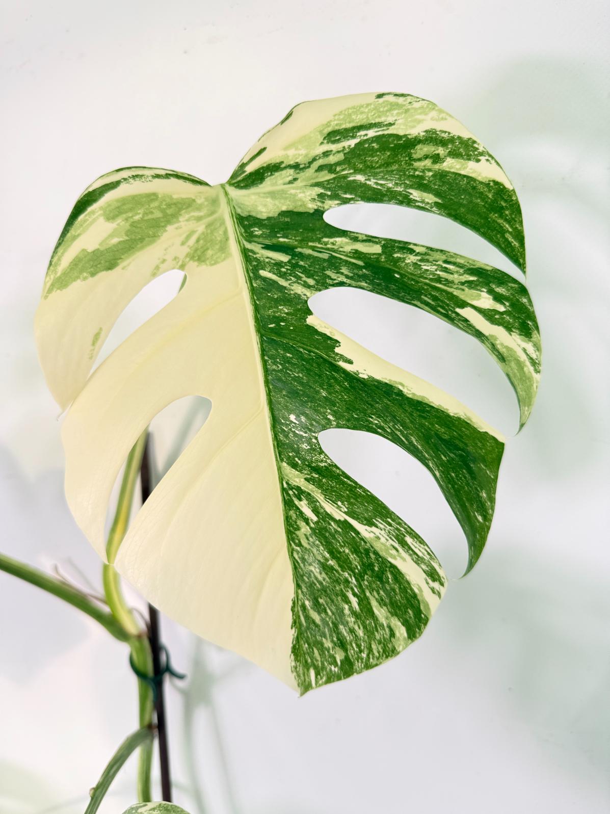 Monstera Albo Variegata XXL 02