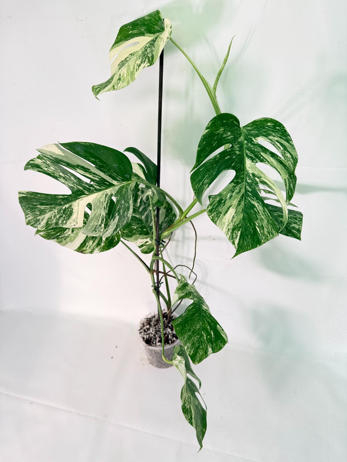Monstera Albo Variegata XXL 01
