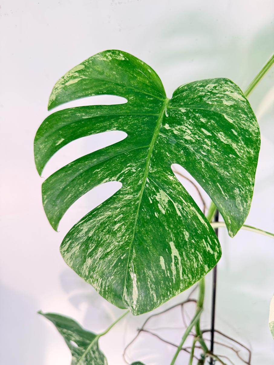 Monstera Albo Variegata XXL 04