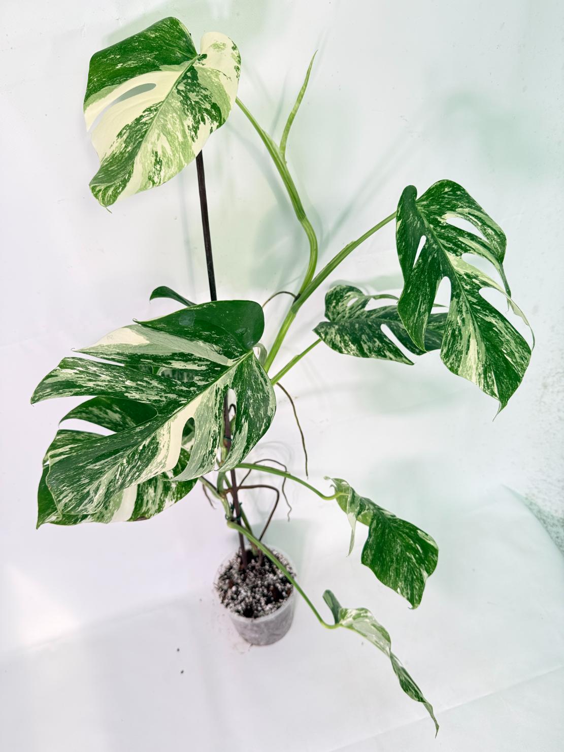 Monstera Albo Variegata XXL 03