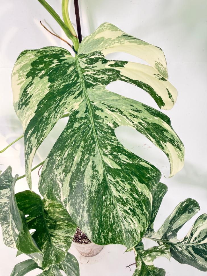 Monstera Albo Variegata XXL 05