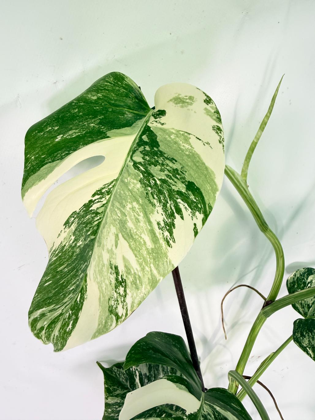 Monstera Albo Variegata XXL 04