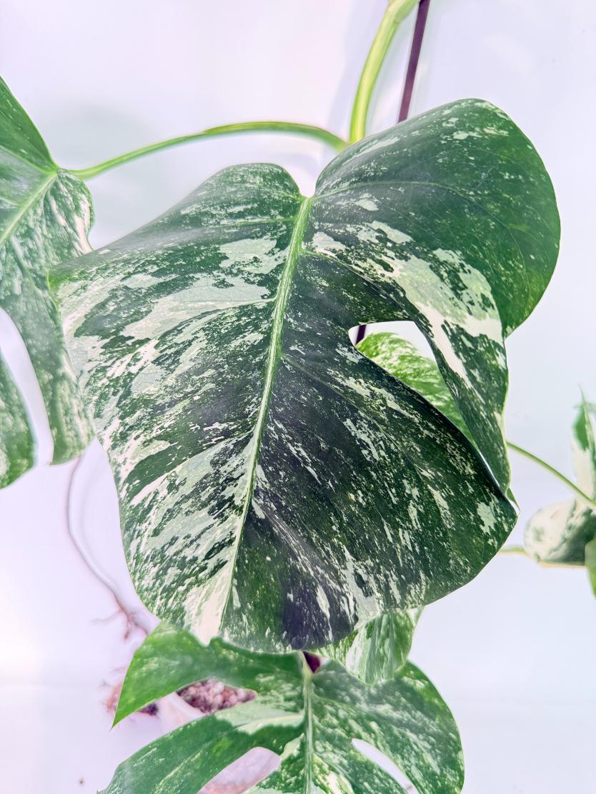 Monstera Albo Variegata XXL 06