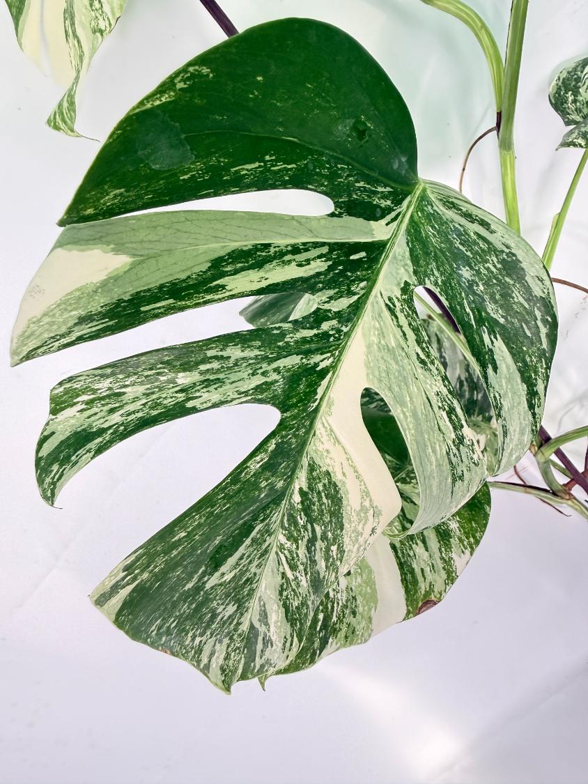 Monstera Albo Variegata XXL 05