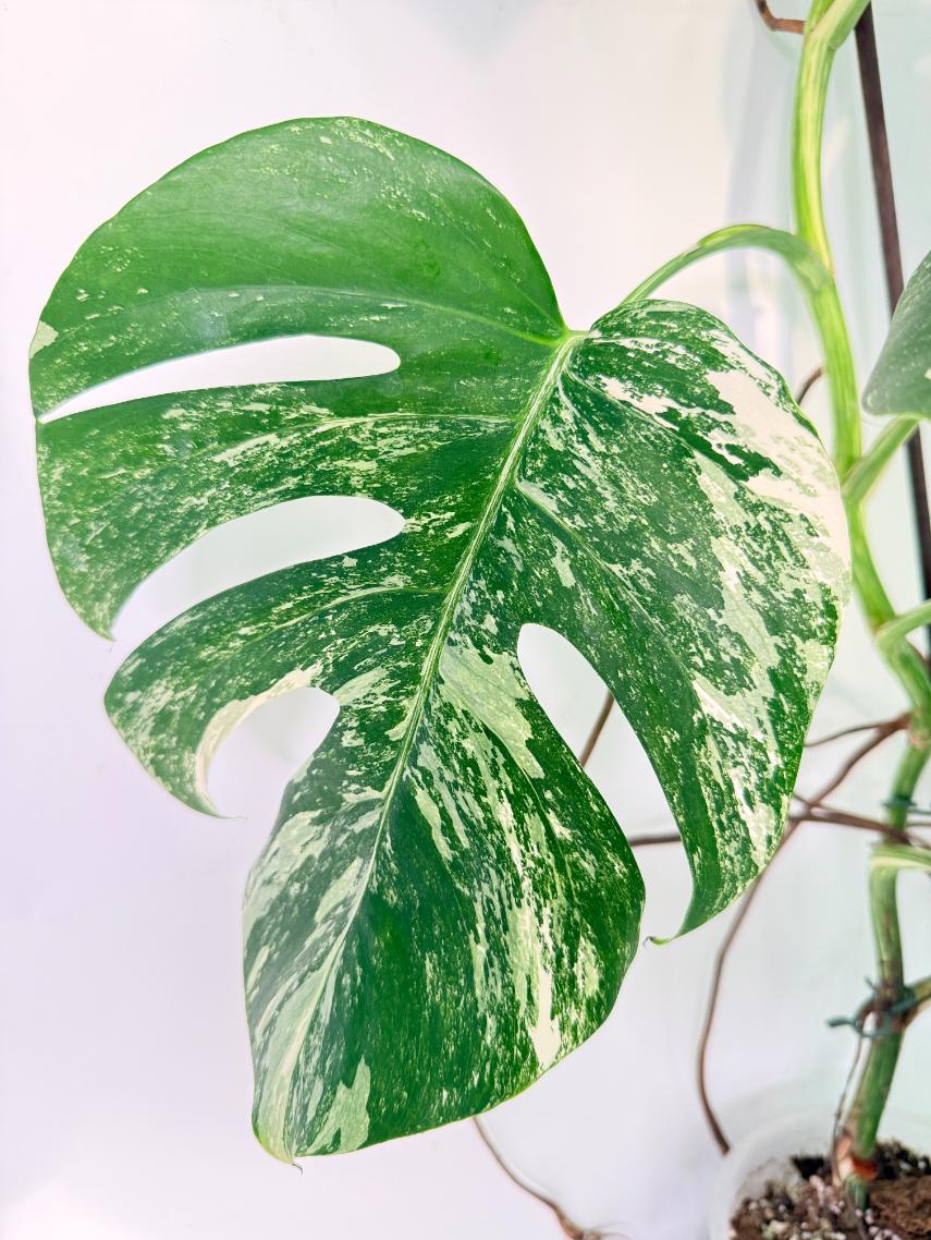 Monstera Albo Variegata XXL 07