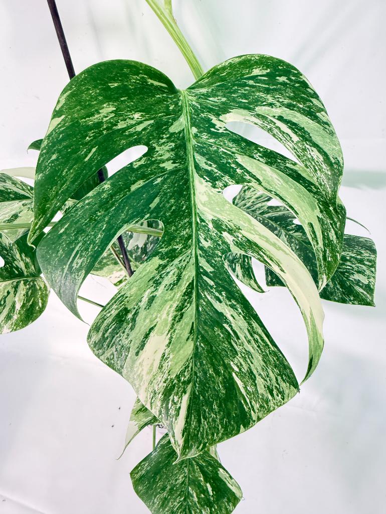 Monstera Albo Variegata XXL 06