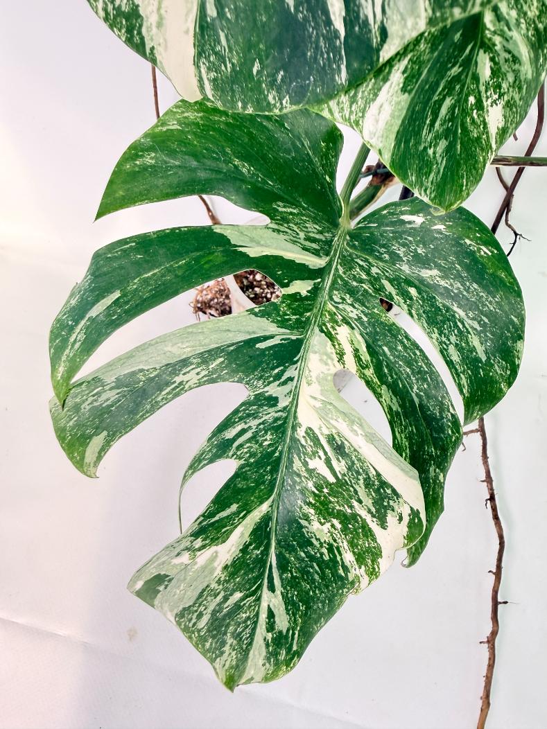 Monstera Albo Variegata XXL 08