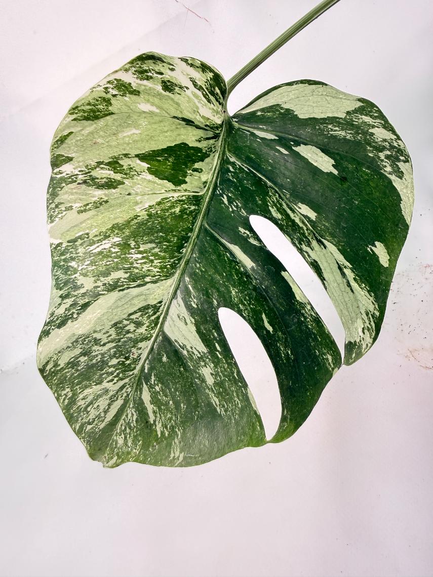 Monstera Albo Variegata XXL 07
