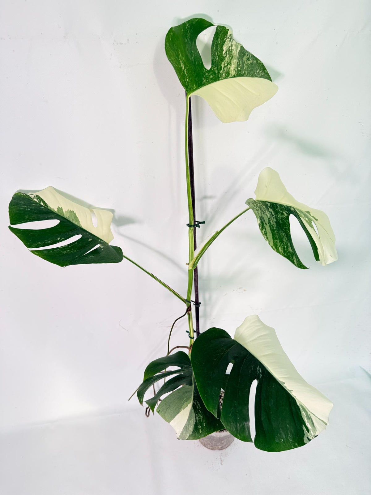 Monstera Albo Variegata XXL 08