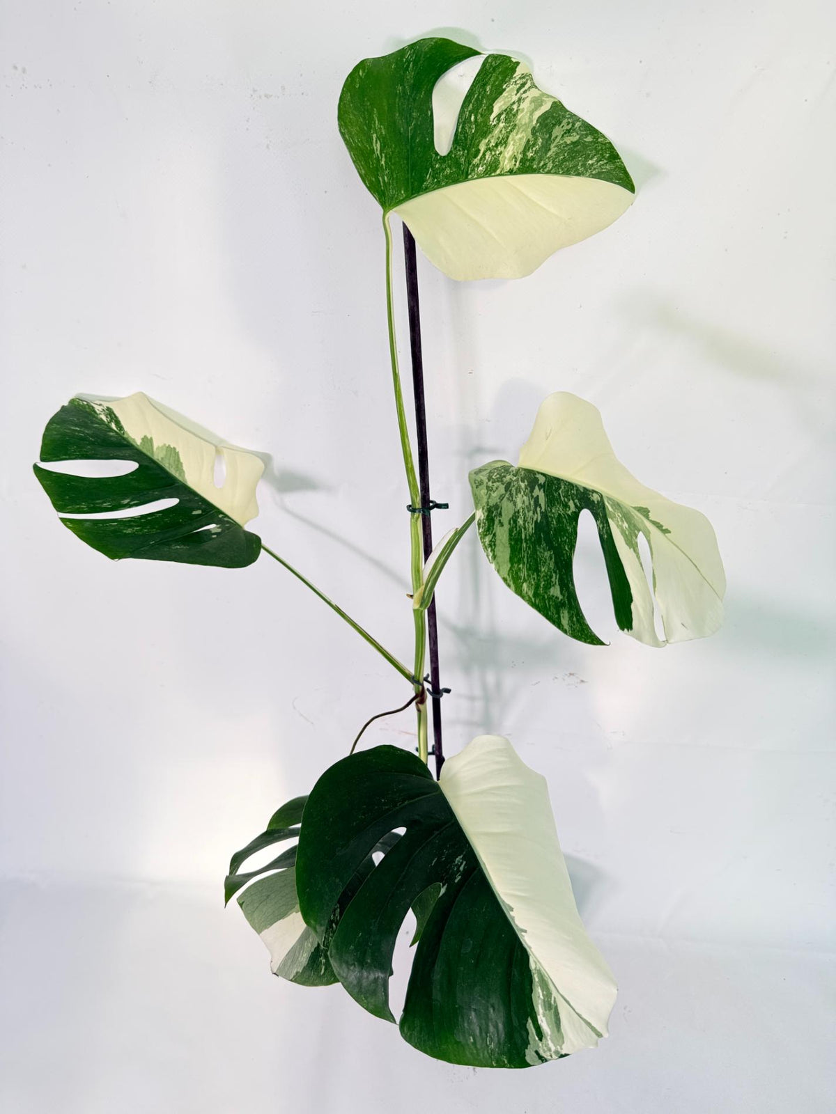 Monstera Albo Variegata XXL 09