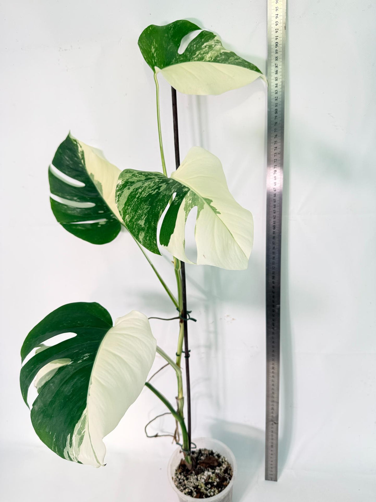 Monstera Albo Variegata XXL 10