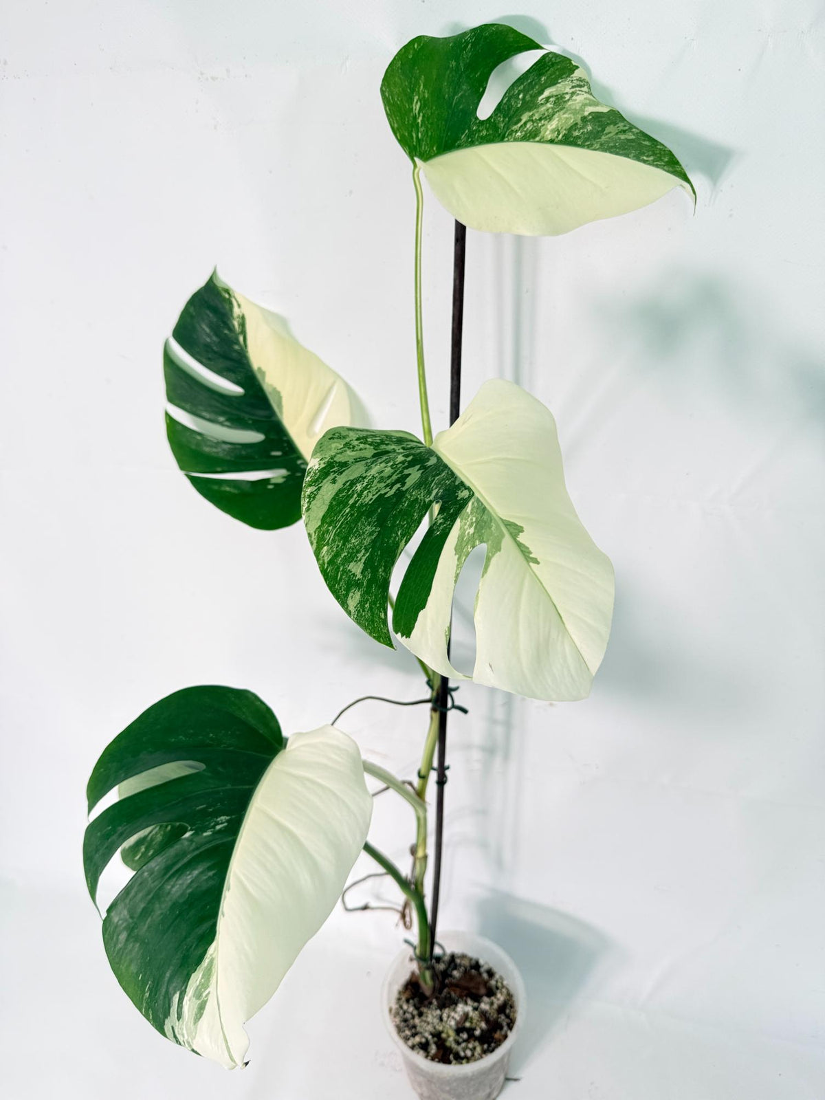 Monstera Albo Variegata XXL 01