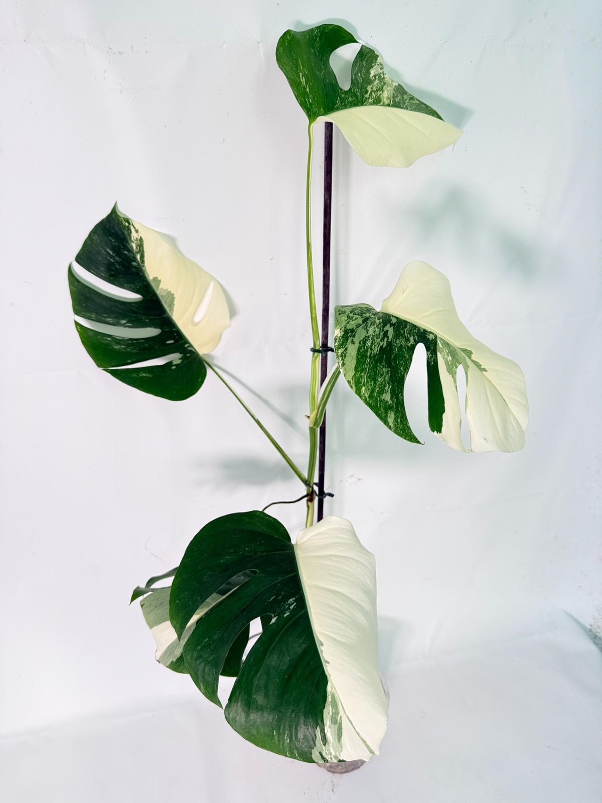 Monstera Albo Variegata XXL 02