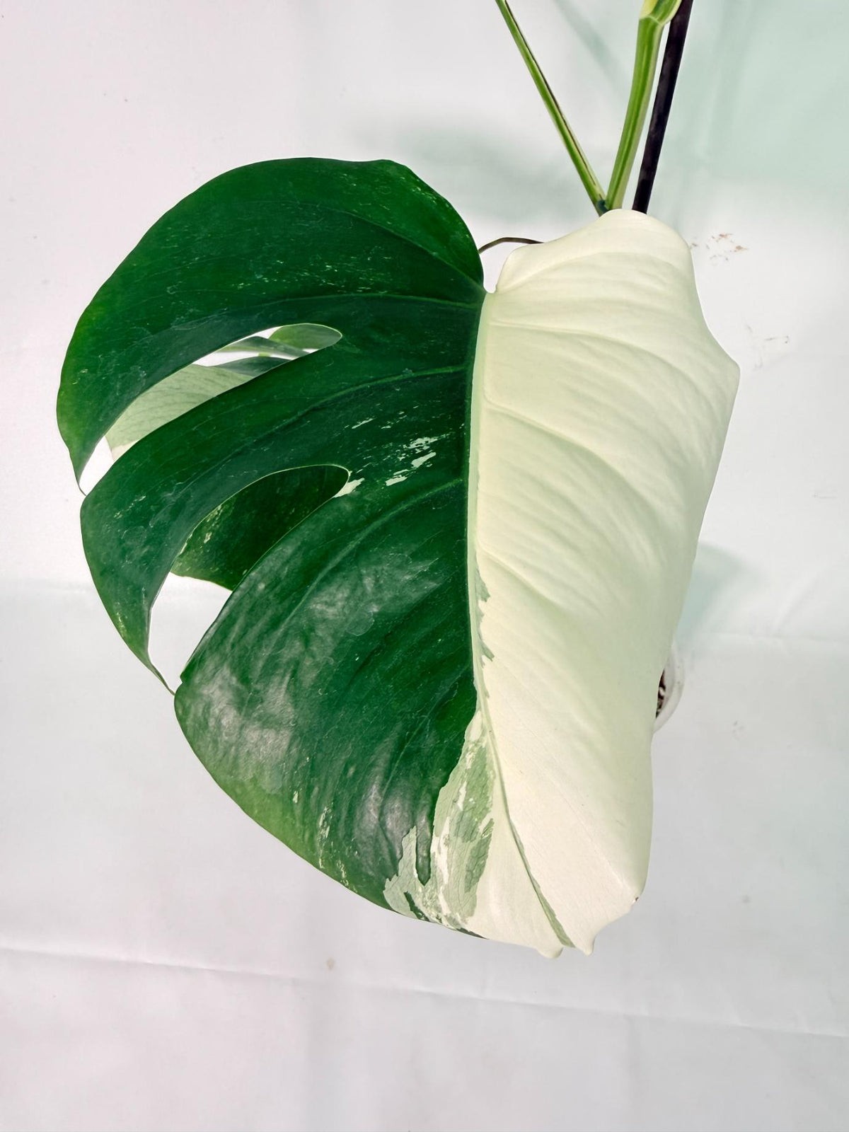 Monstera Albo Variegata XXL 03