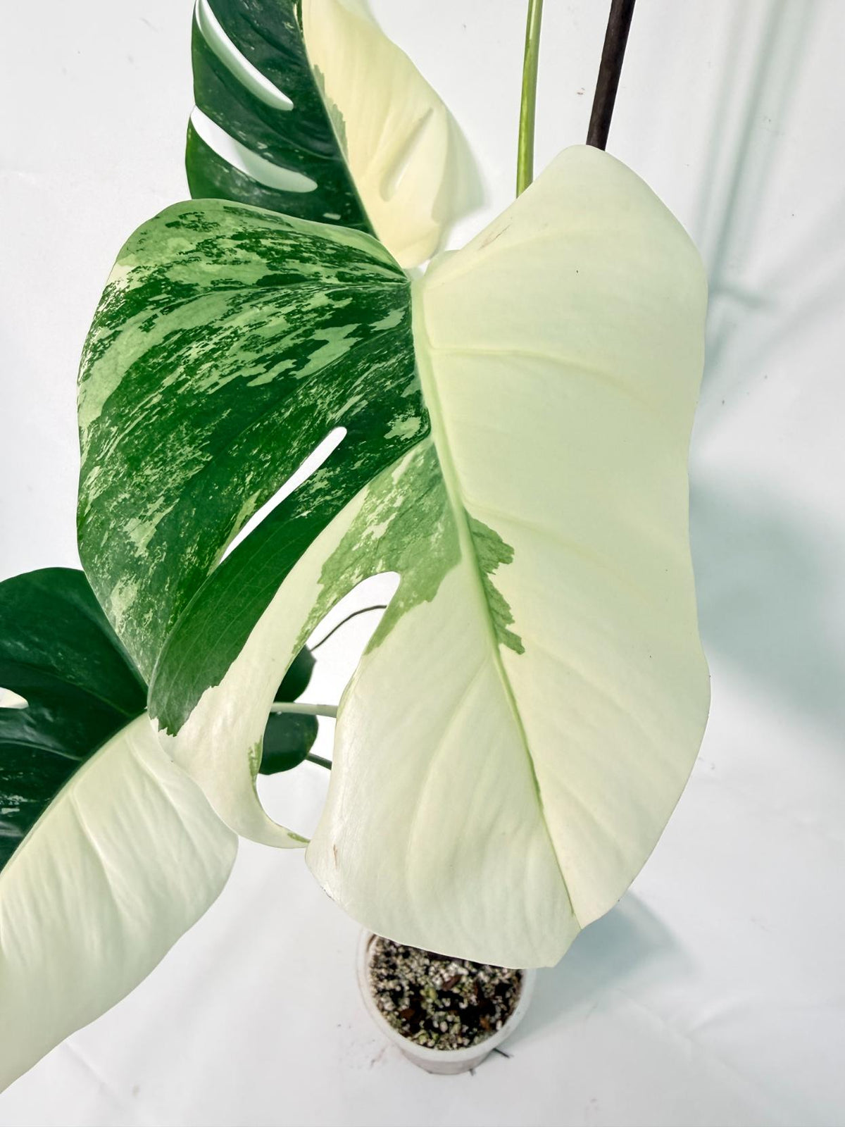 Monstera Albo Variegata XXL 04