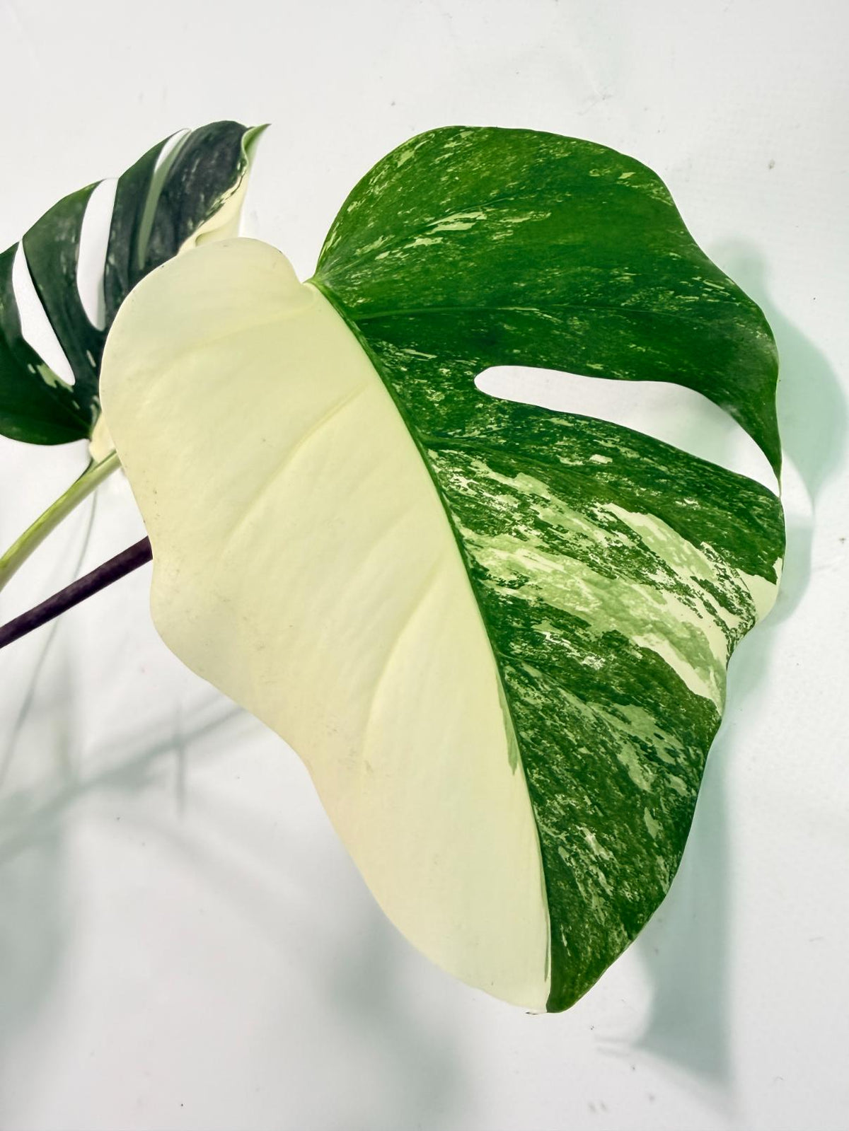 Monstera Albo Variegata XXL 05