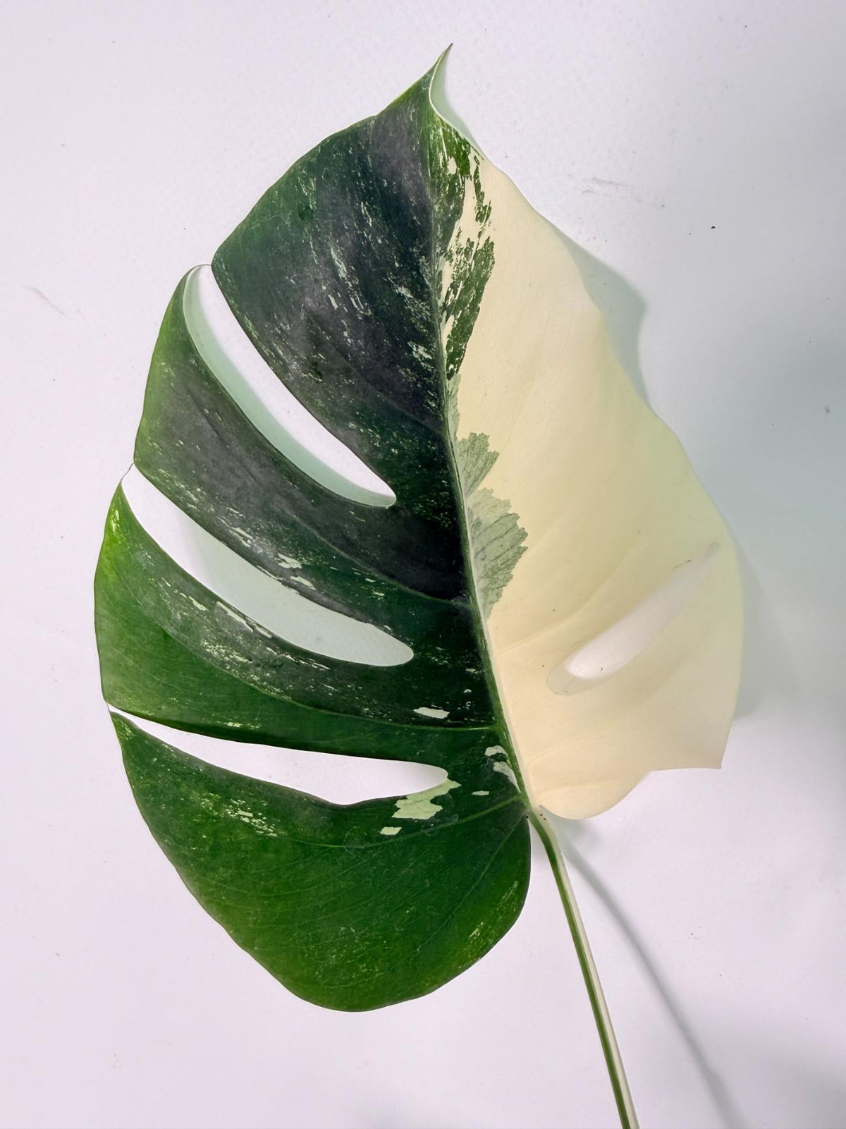 Monstera Albo Variegata XXL 06