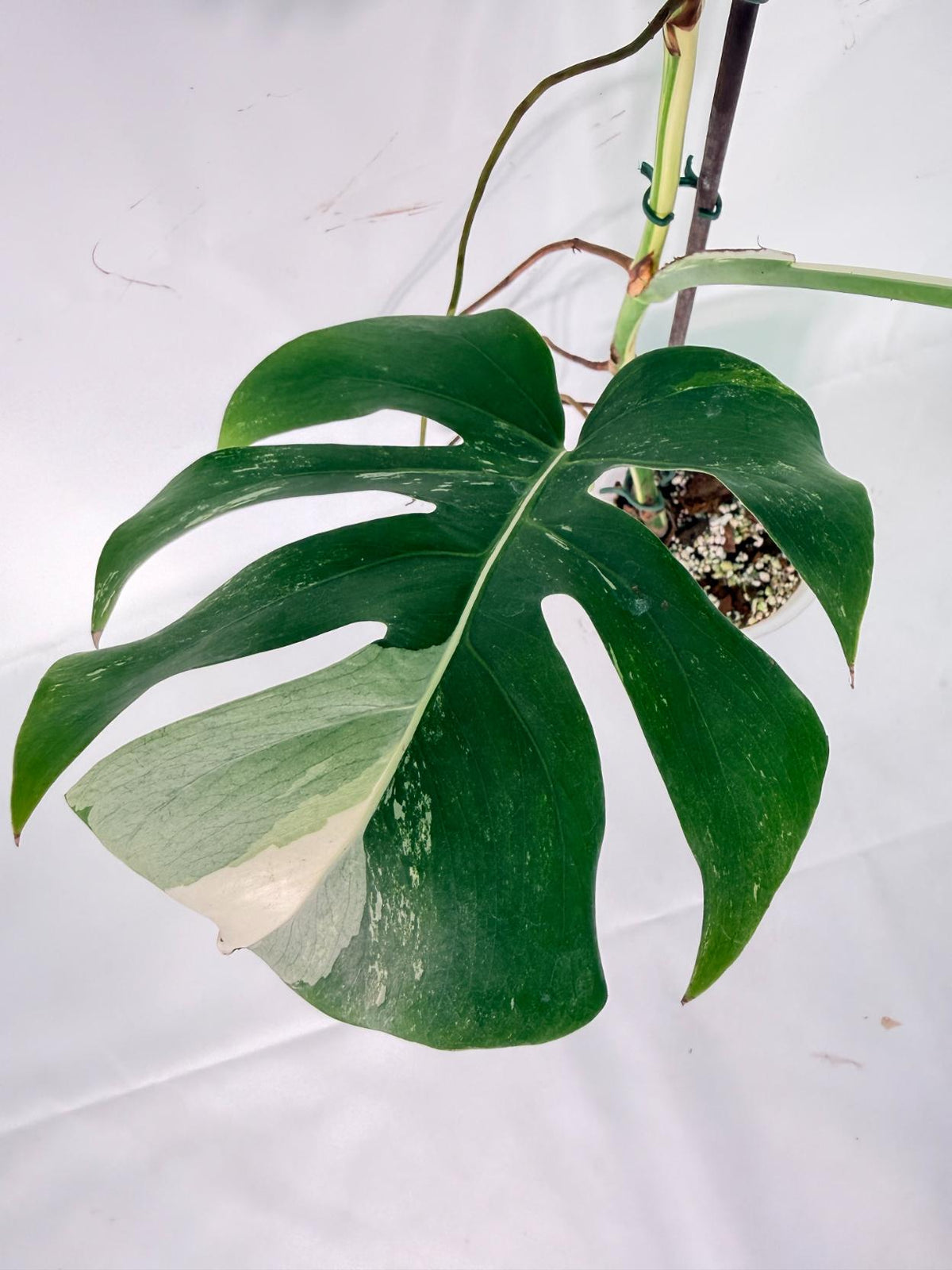 Monstera Albo Variegata XXL 07