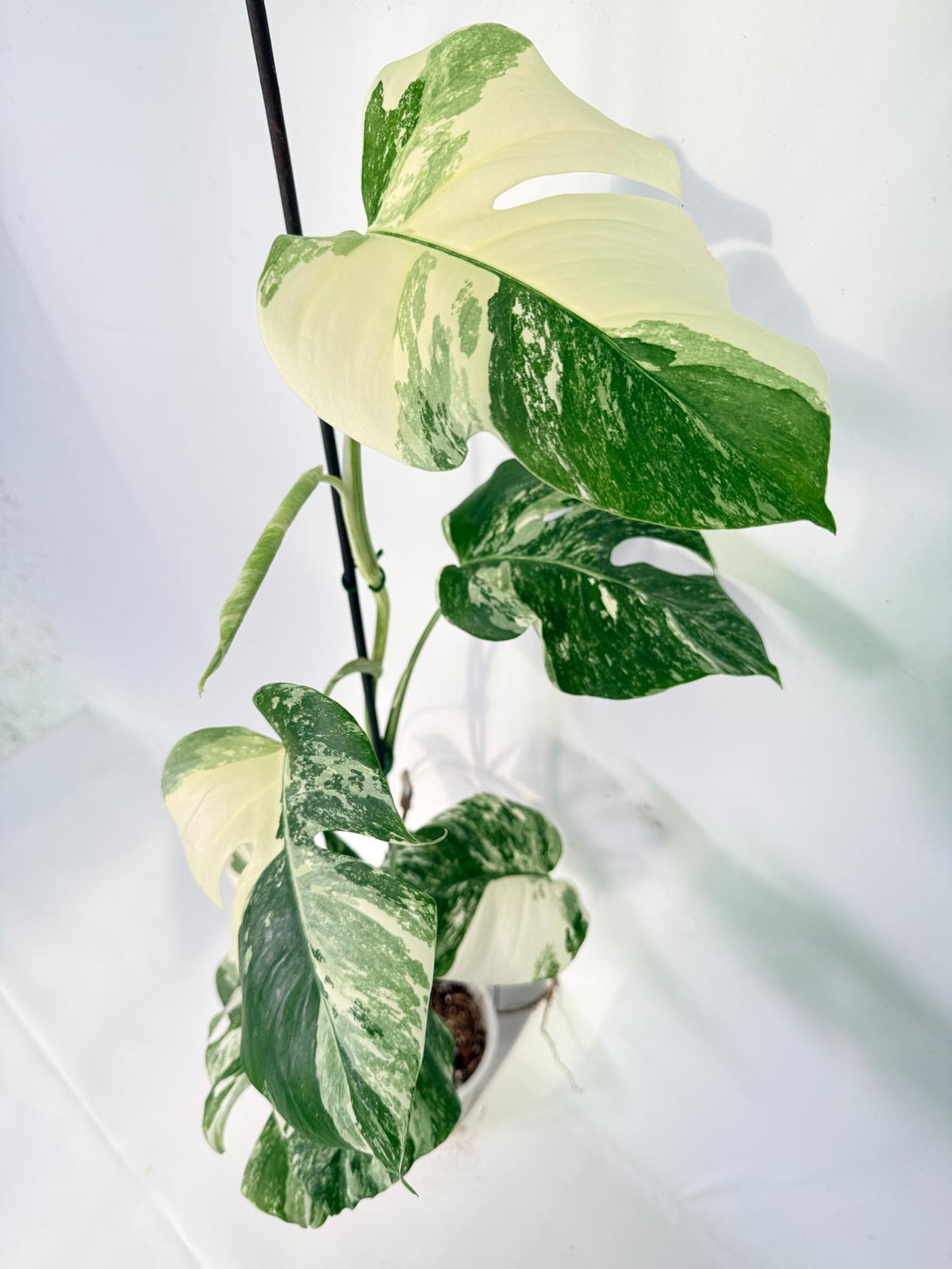 Monstera Albo Variegata XXL 08