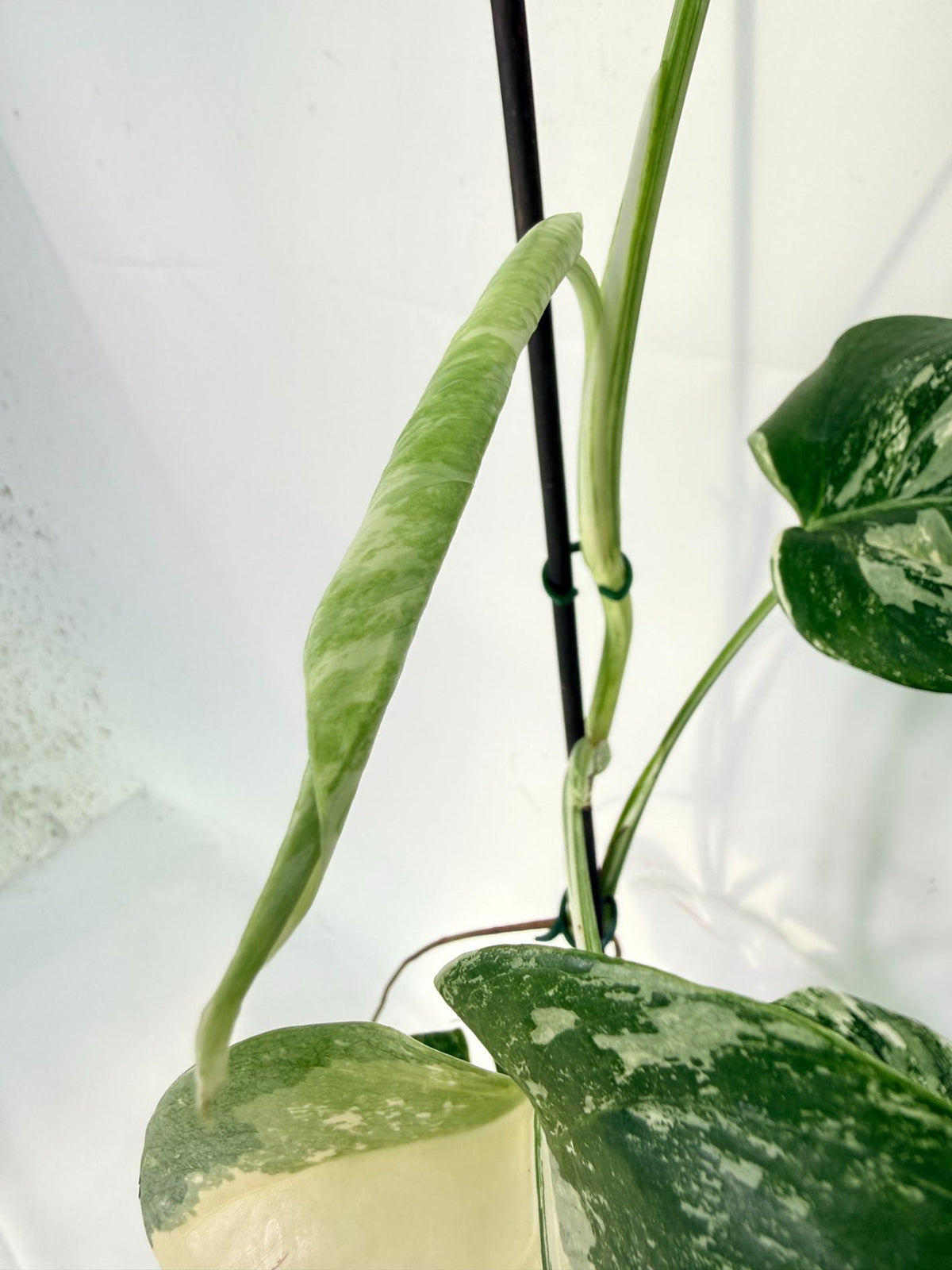 Monstera Albo Variegata XXL 09