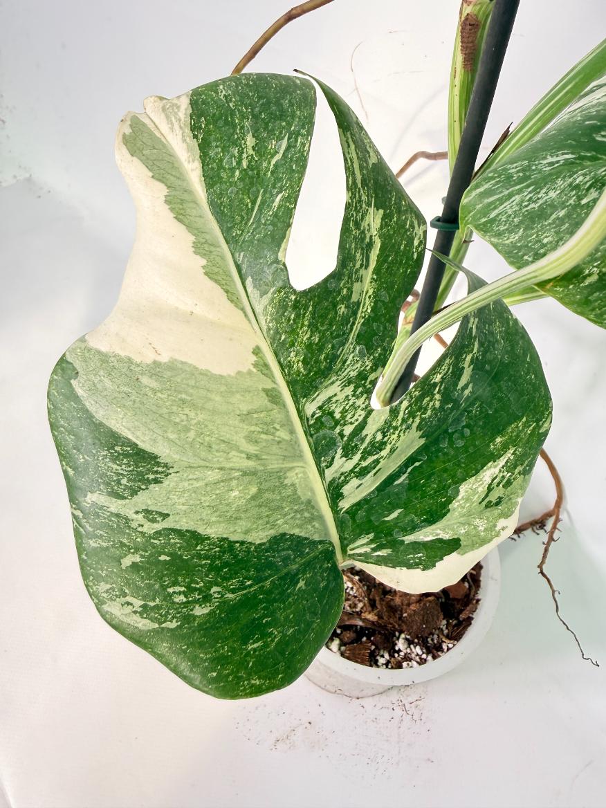 Monstera Albo Variegata XXL 10