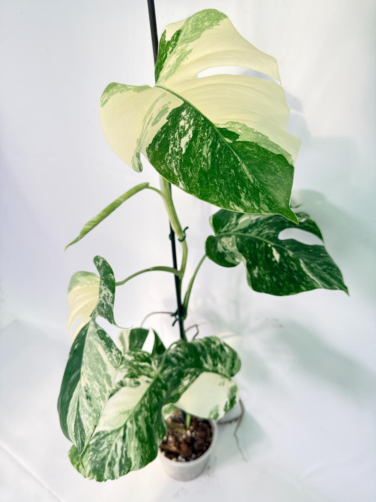 Monstera Albo Variegata XXL 11