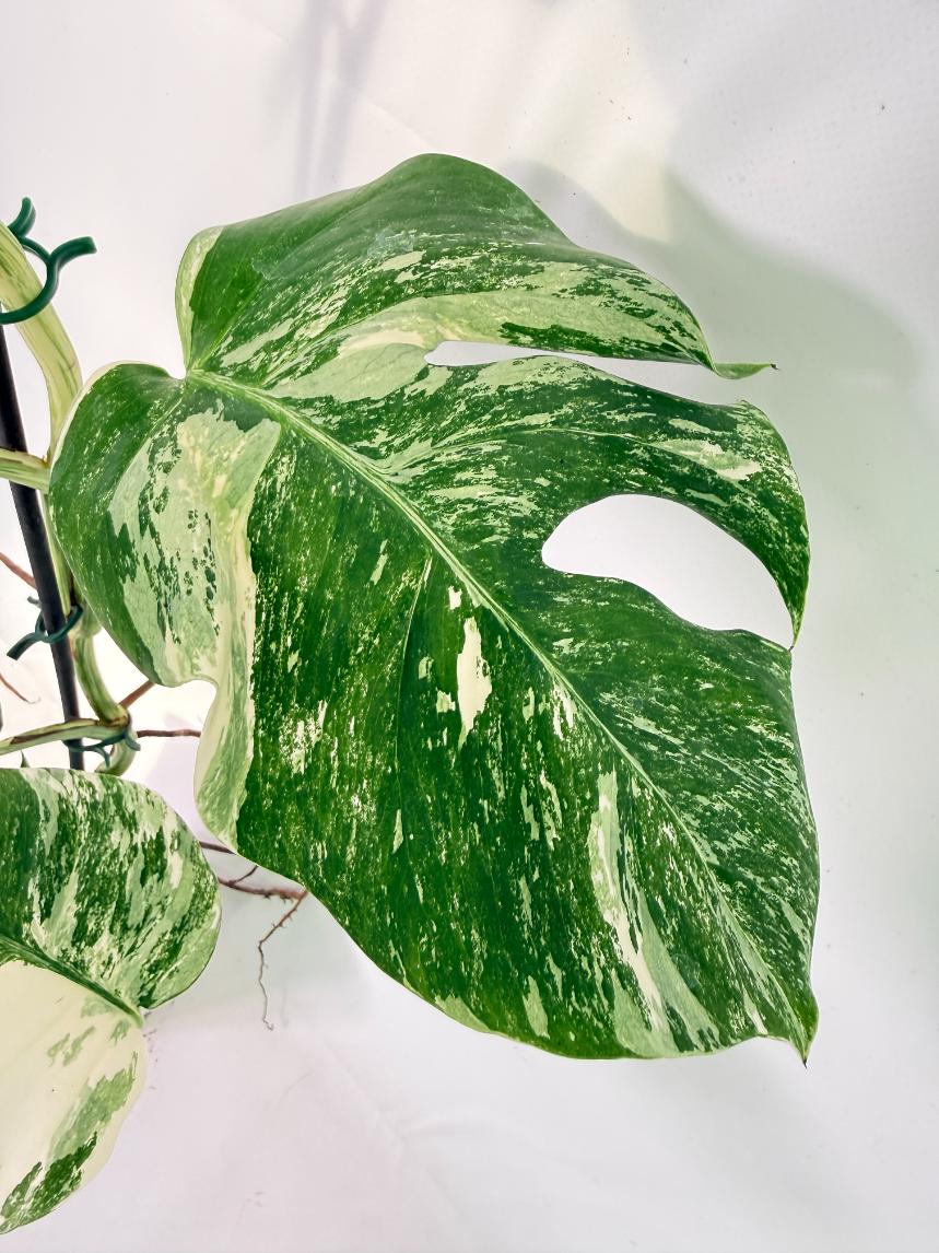 Monstera Albo Variegata XXL 12