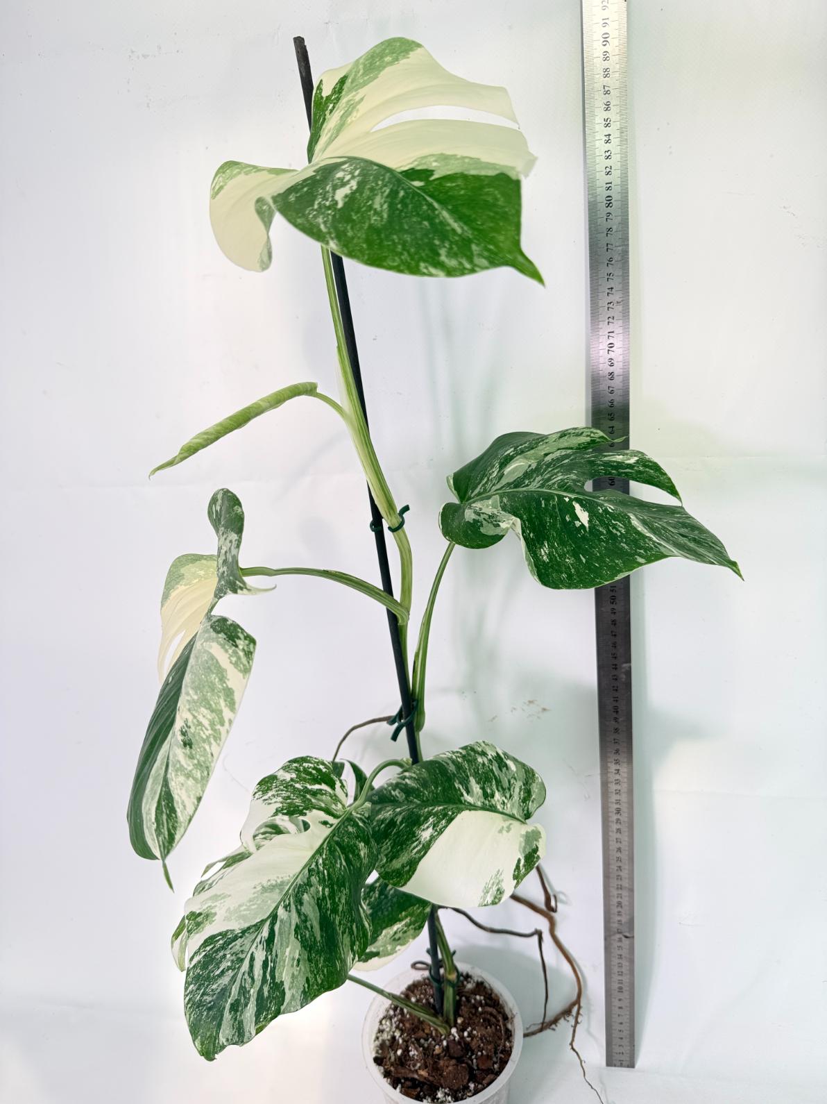 Monstera Albo Variegata XXL 13