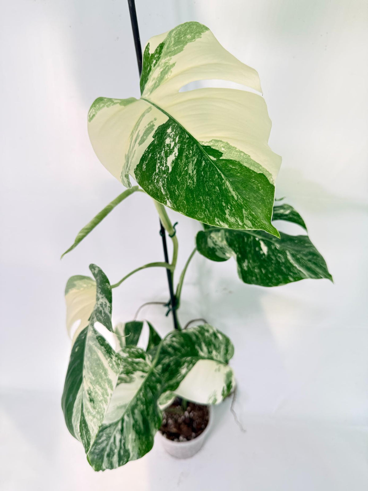 Monstera Albo Variegata XXL 01