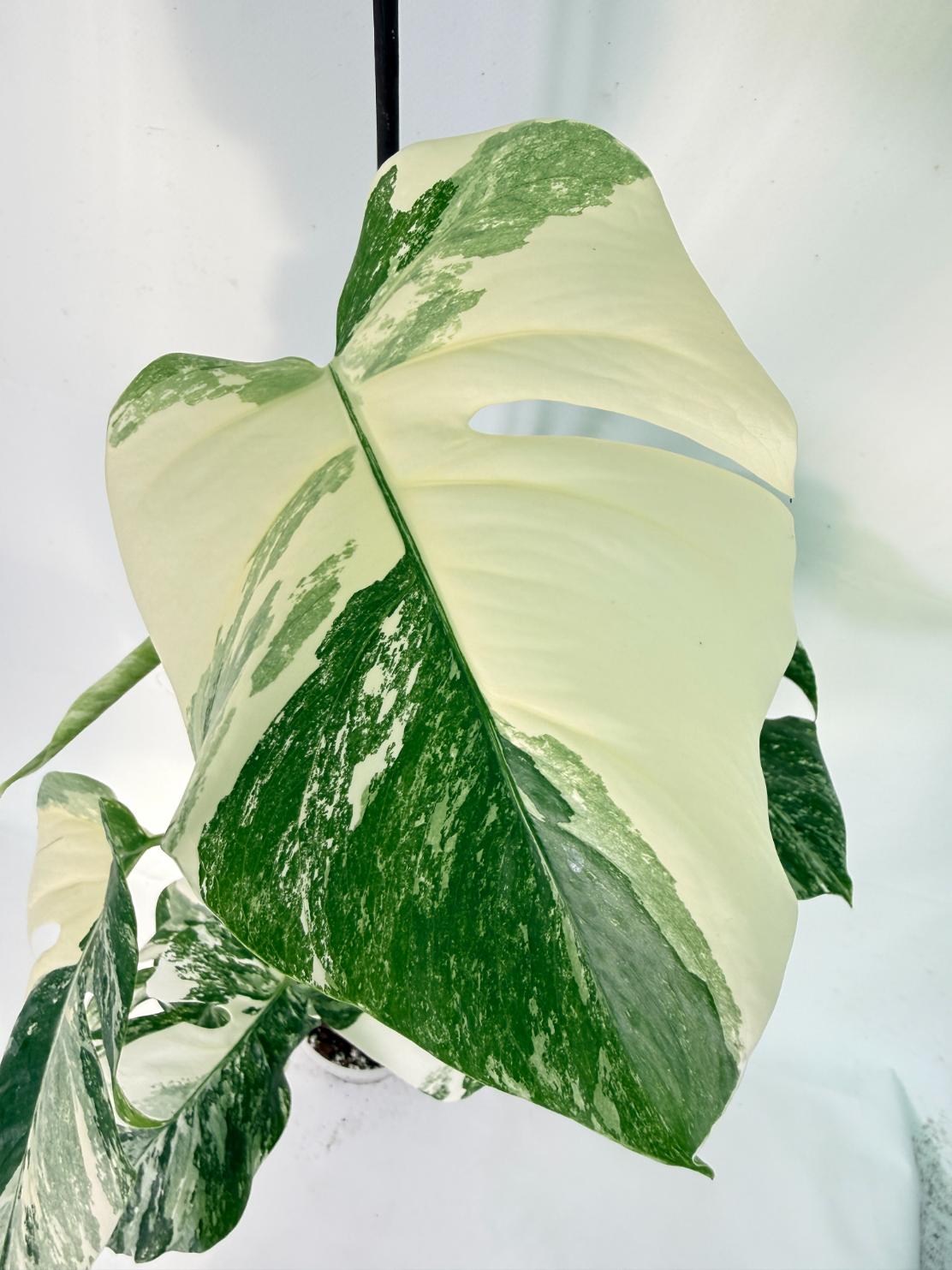 Monstera Albo Variegata XXL 02