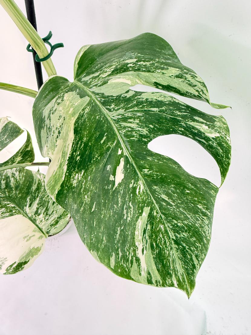 Monstera Albo Variegata XXL 03