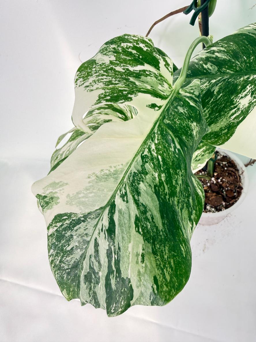 Monstera Albo Variegata XXL 04