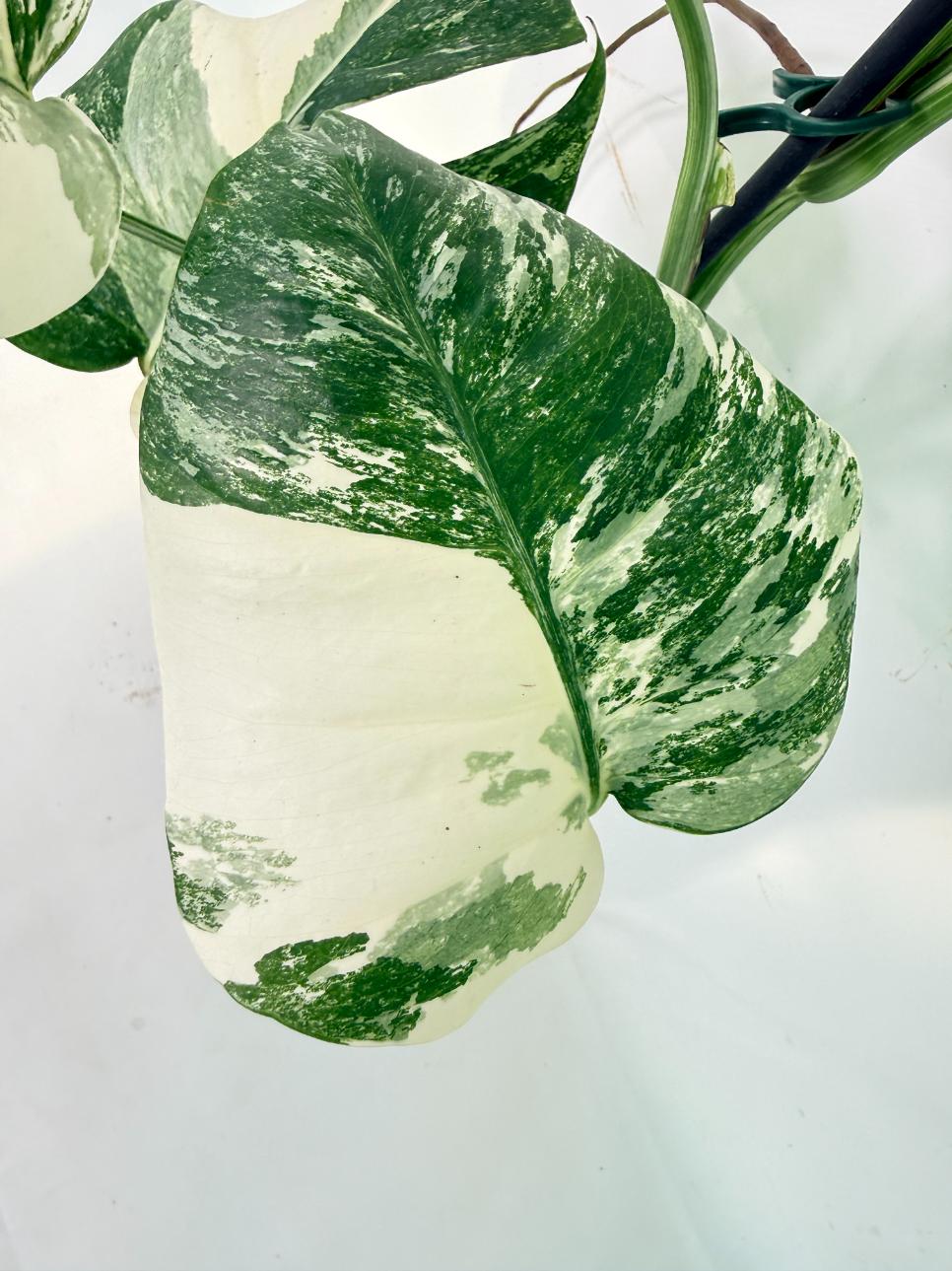 Monstera Albo Variegata XXL 05