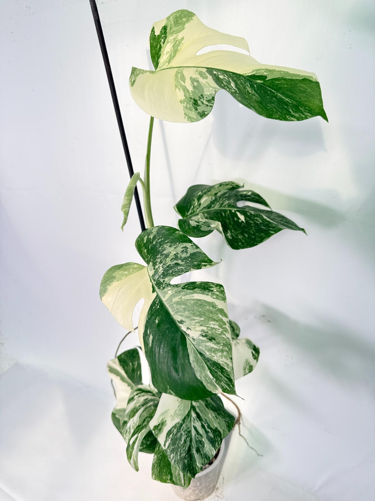 Monstera Albo Variegata XXL 06