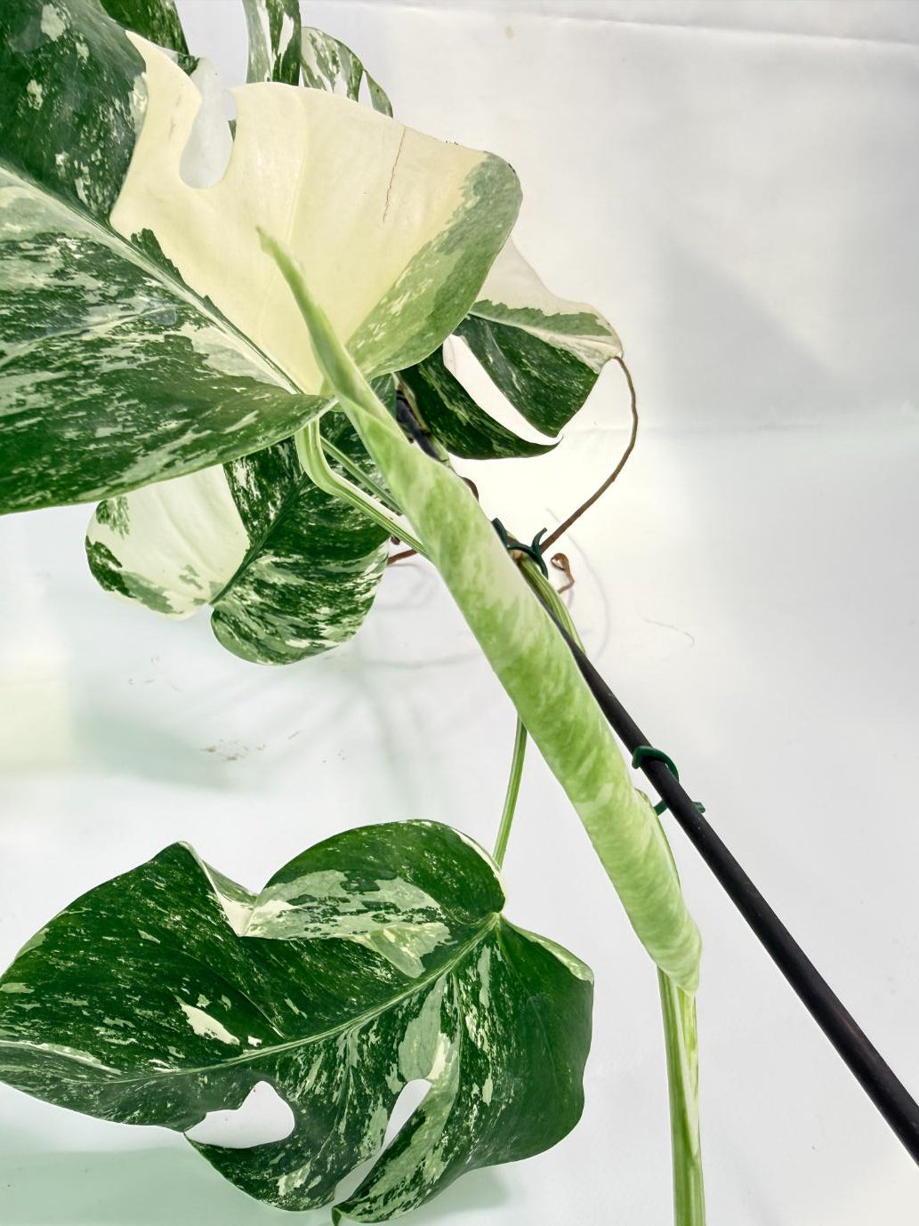 Monstera Albo Variegata XXL 07