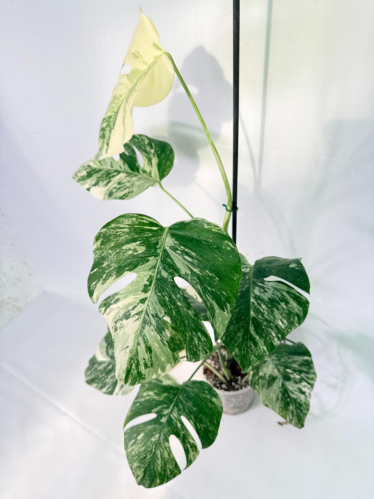 Monstera Albo Variegata XXL 02