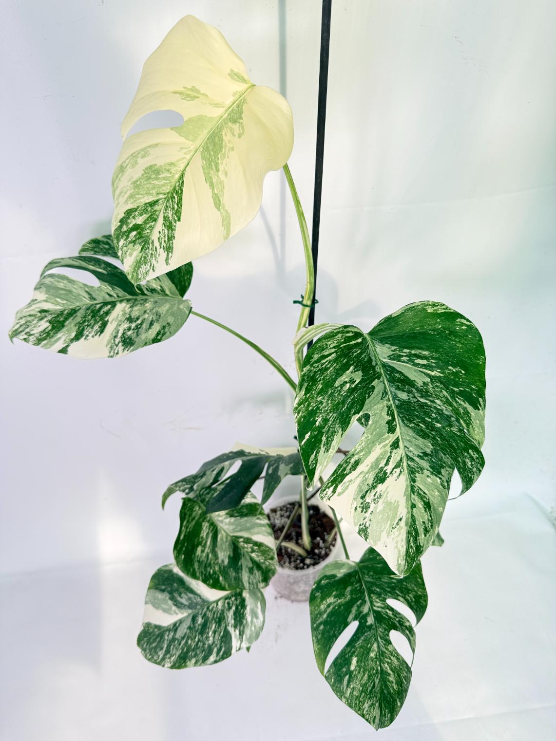 Monstera Albo Variegata XXL 09