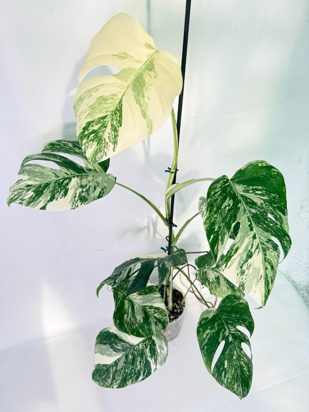 Monstera Albo Variegata XXL 01