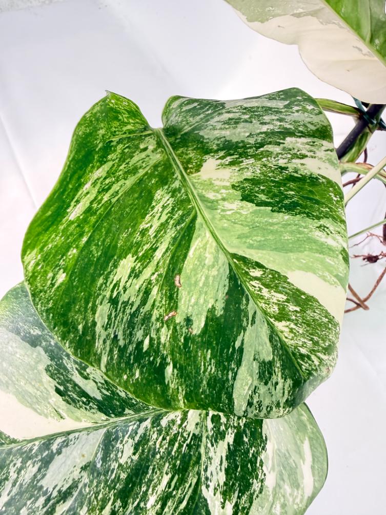 Monstera Albo Variegata XXL 10