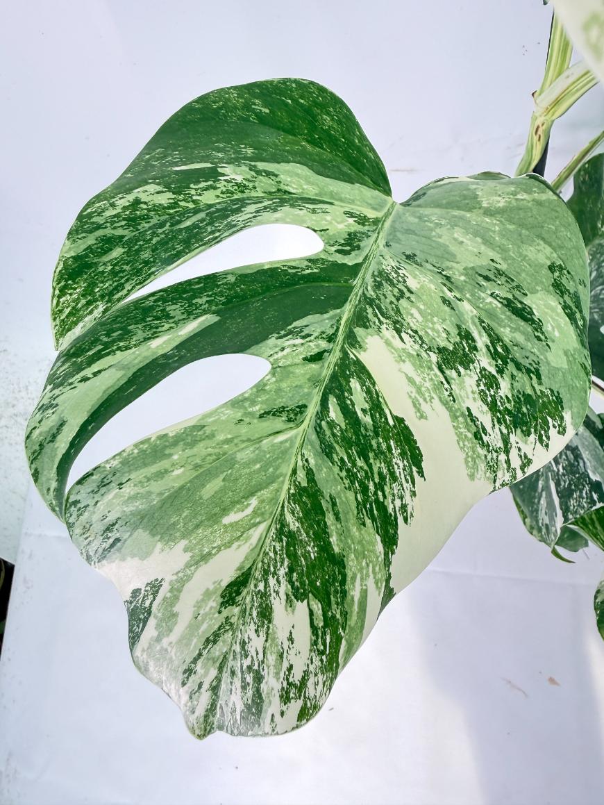 Monstera Albo Variegata XXL 11